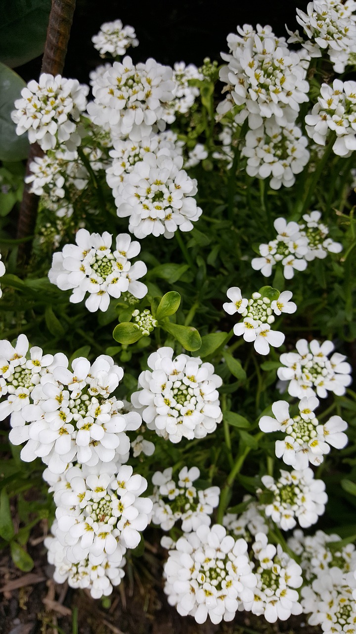 white flower plant free photo