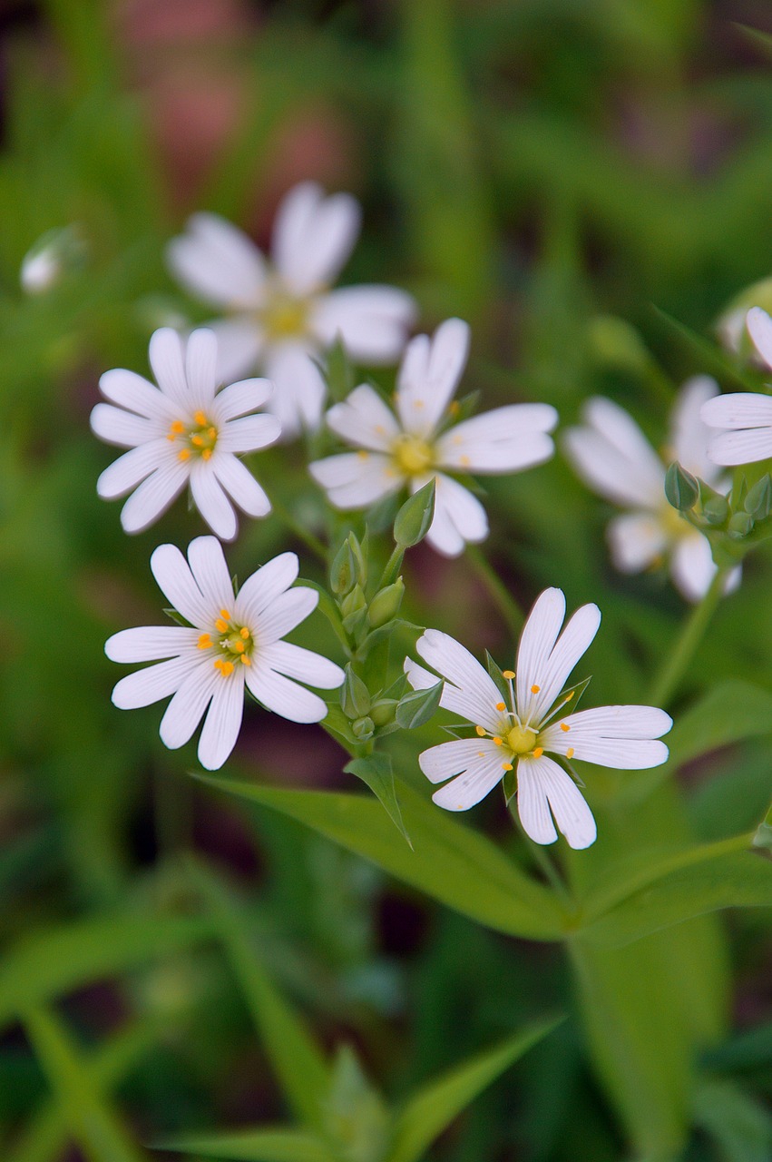 white plant white flower free photo