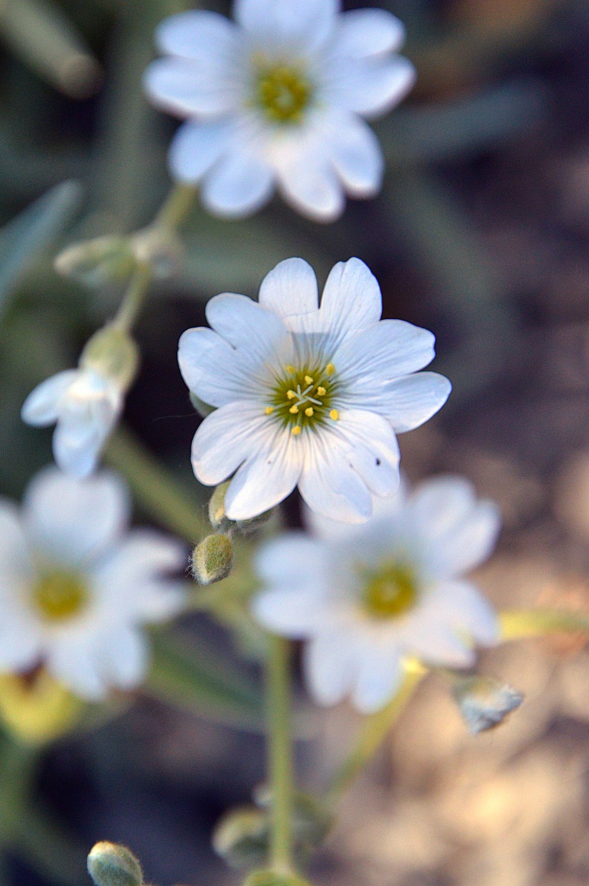 white flowers spring free photo