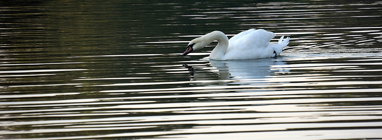 white swan lake free photo