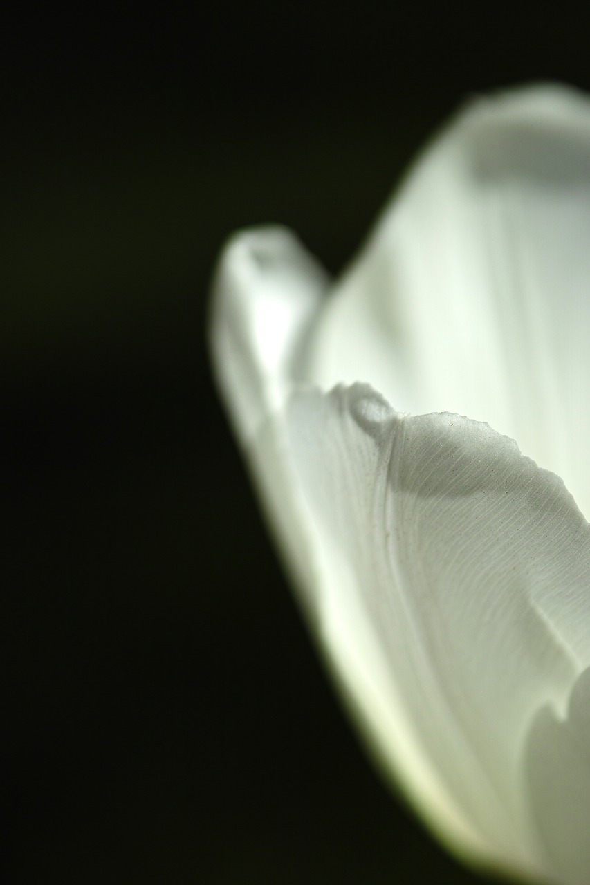 white tulips single free photo