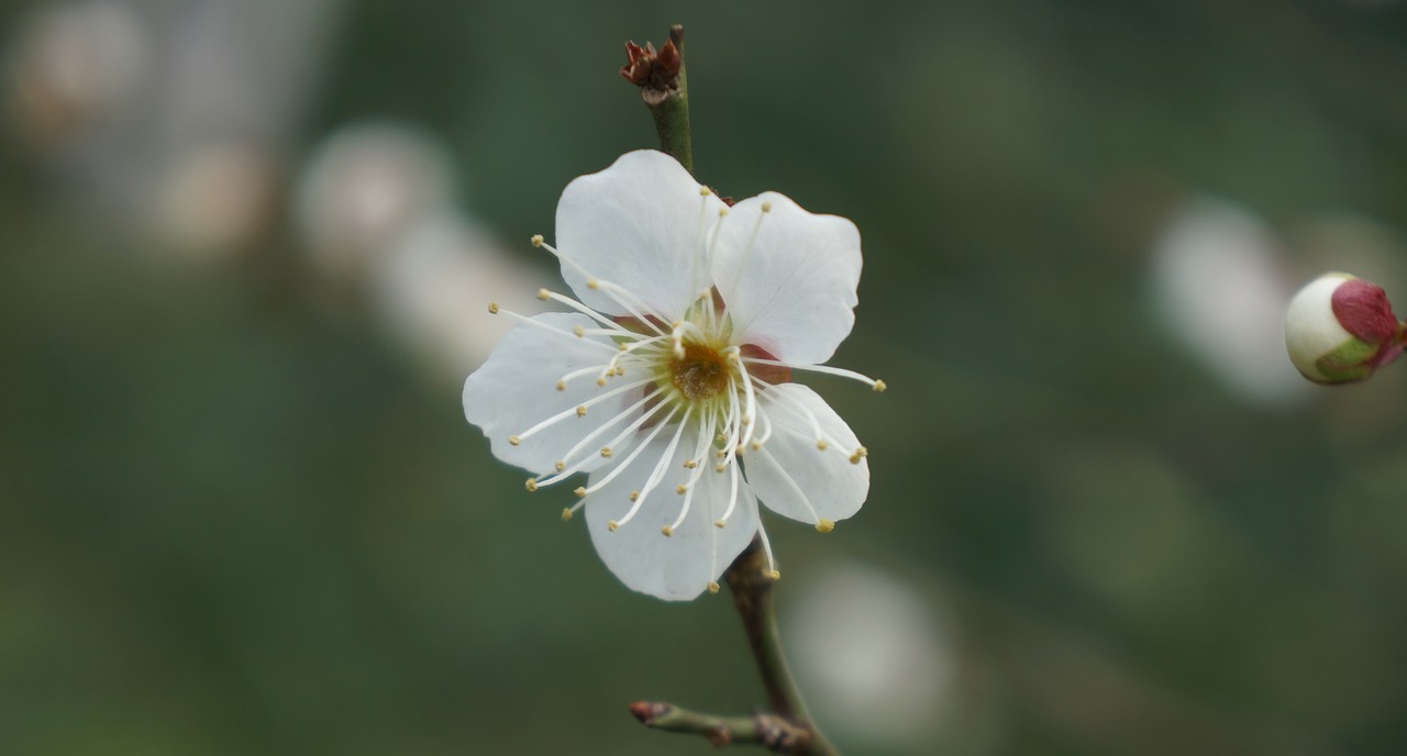 white plum blossom flower free photo