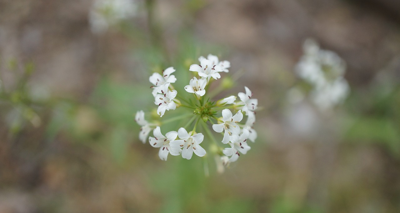 white flower wild flowers free photo