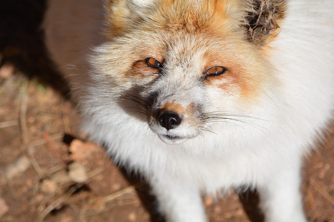 White fox фото