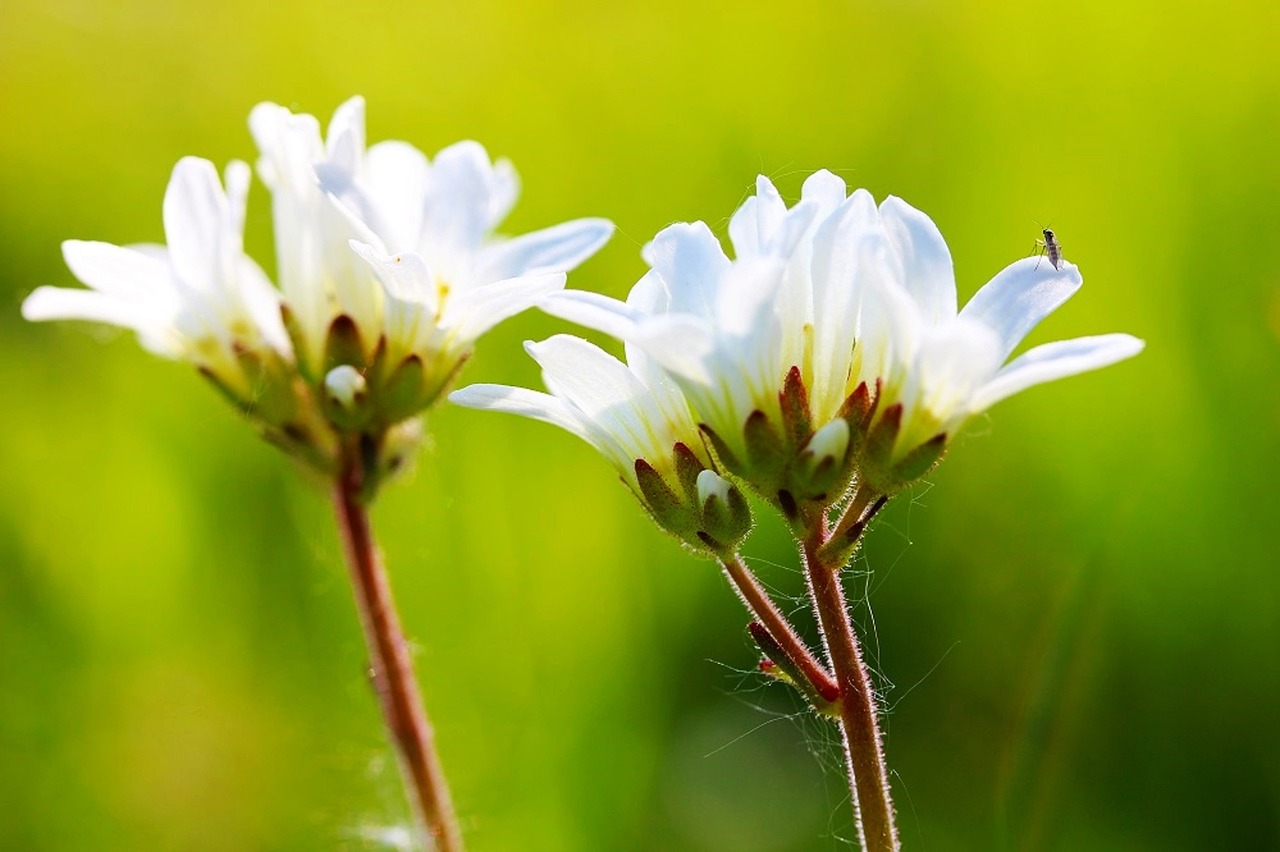 white stone herb green free photo