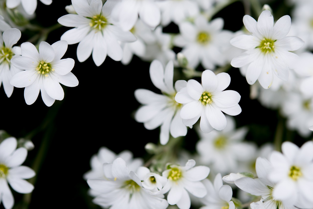 white flowers black background free photo