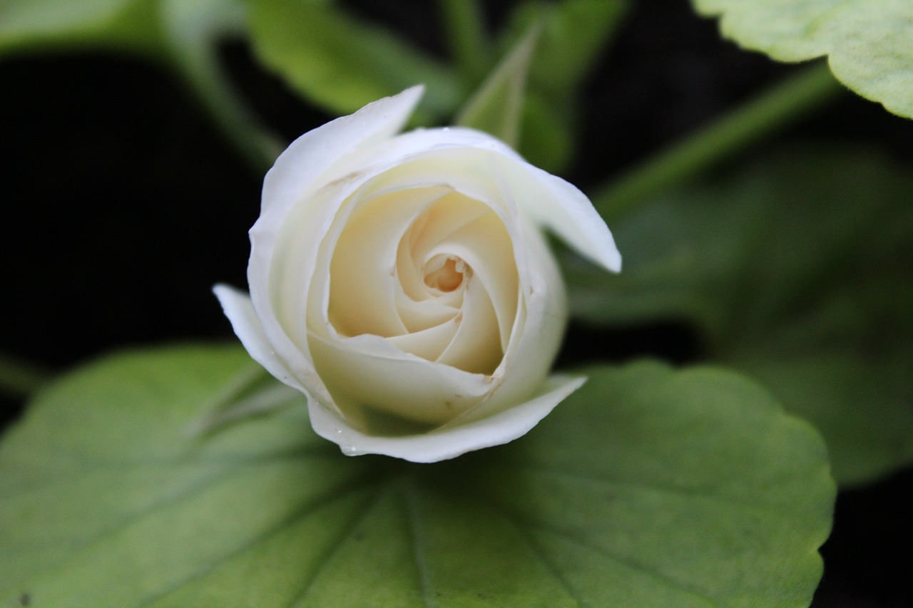 white rose flower free photo