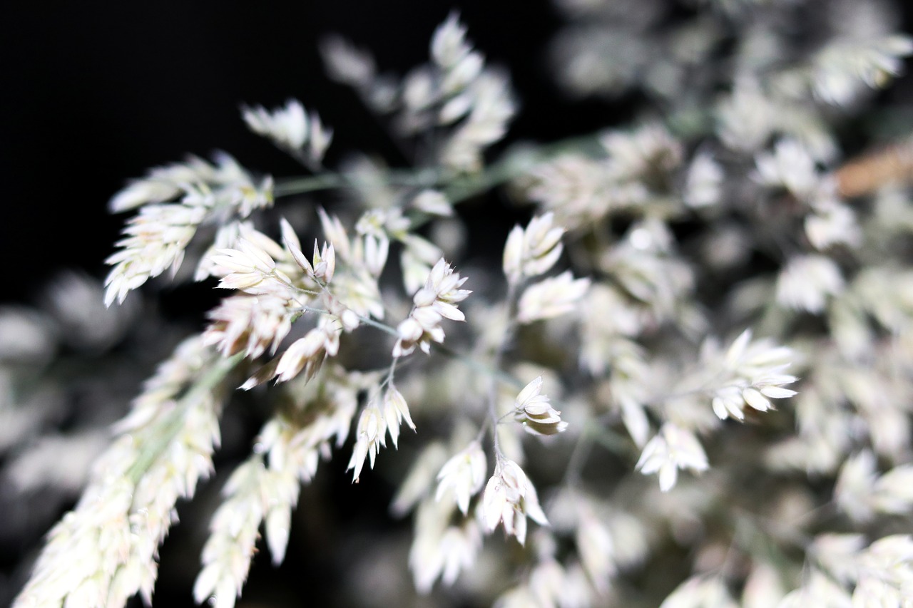 white flower sprig free photo