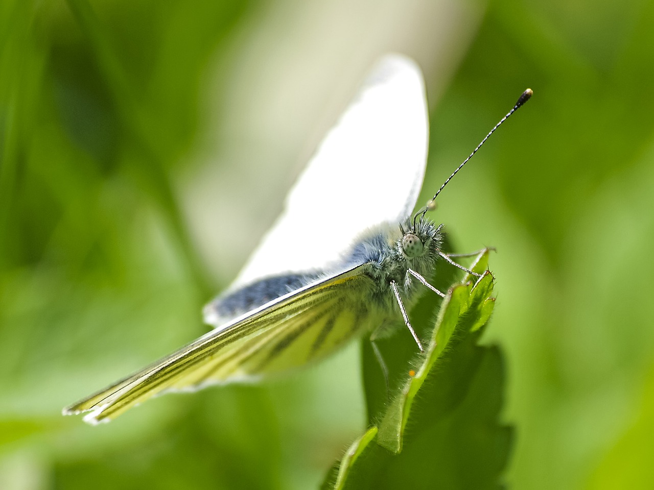 white butterfly insect free photo