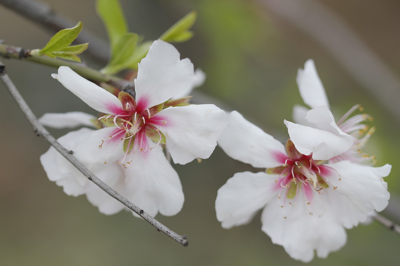 white flower nature free photo