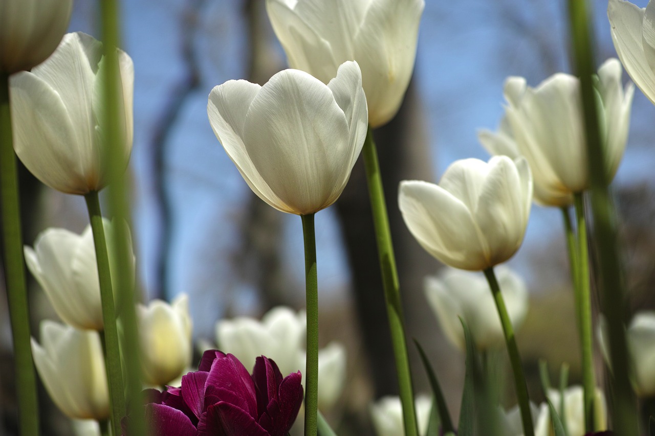 white flower tulips free photo