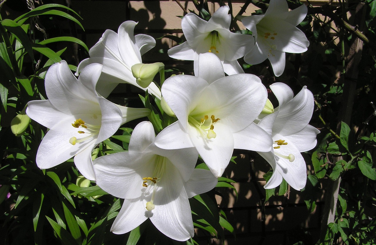 white summer lilies free photo
