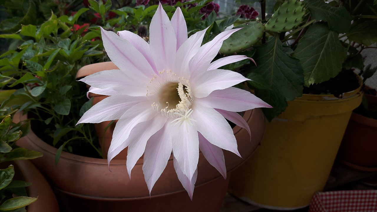 white pink cactus free photo