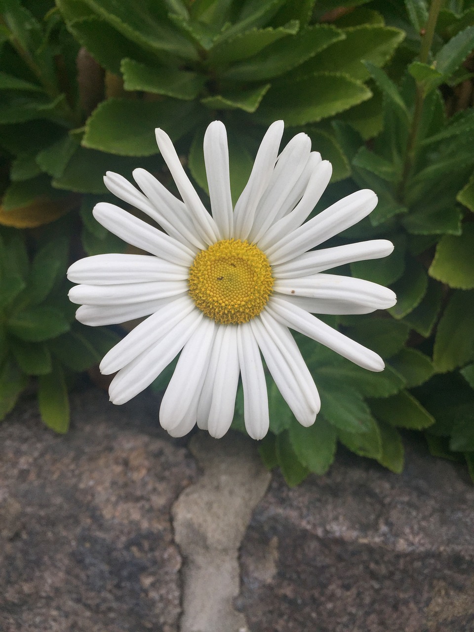 white flower daisy free photo