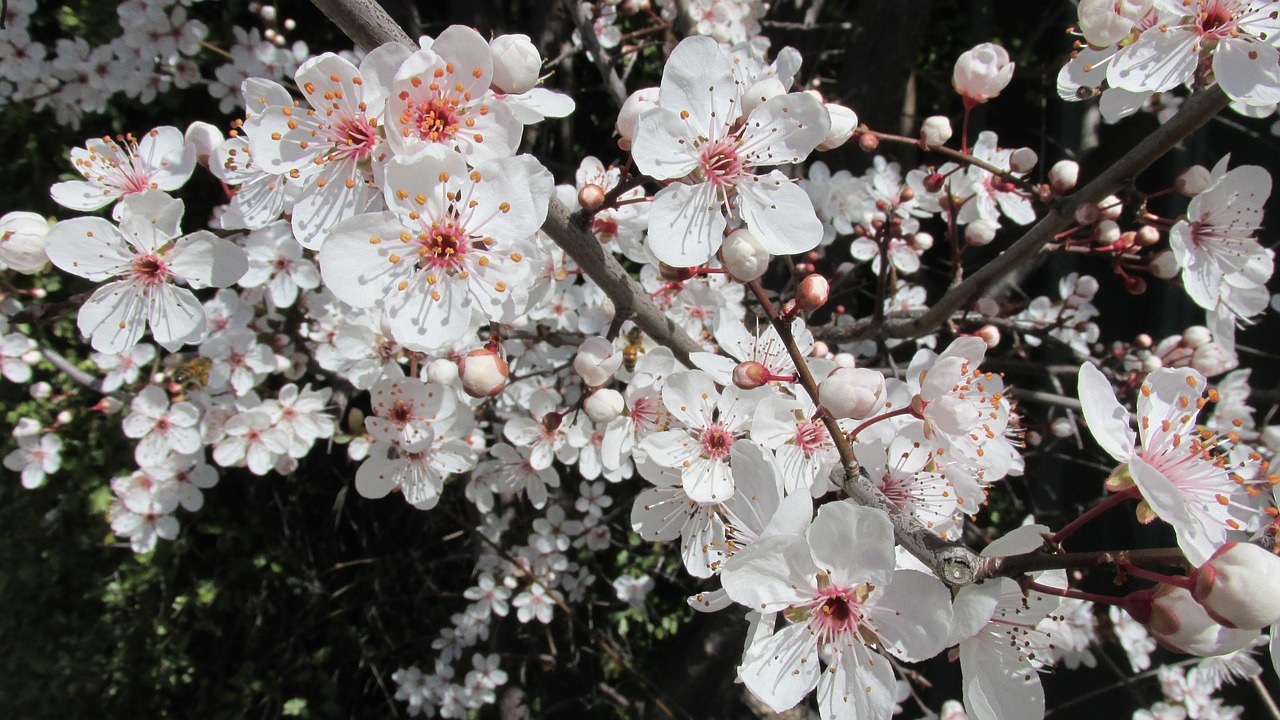 white spring blossom free photo