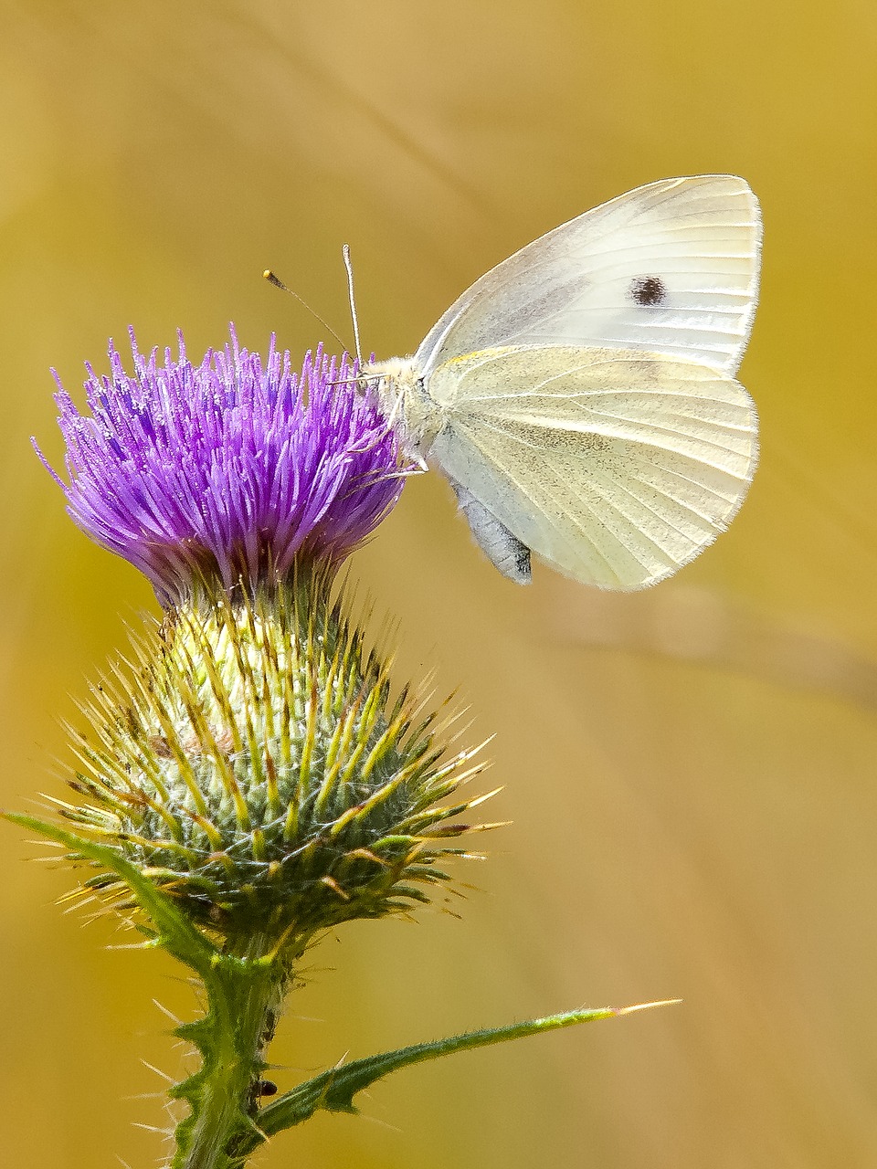white butterfly thistle free photo