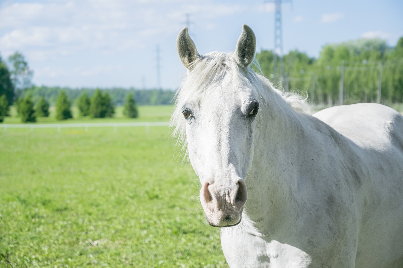 white horse field free photo