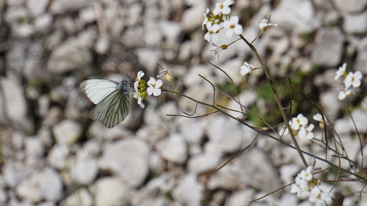 white pebble butterfly free photo