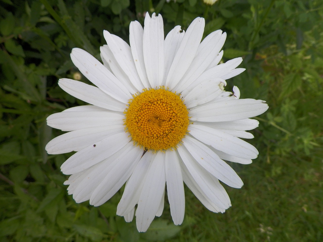 white yellow flower free photo