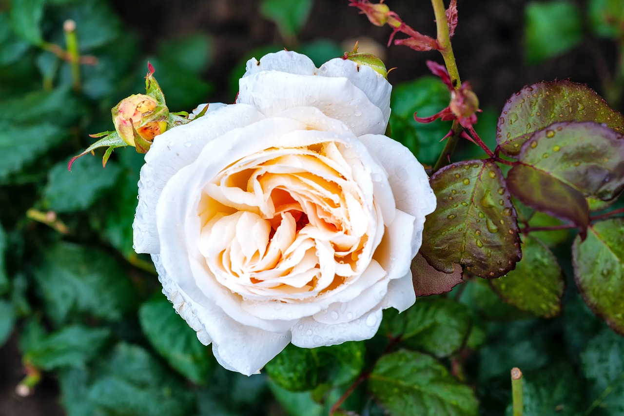 white rose flower free photo