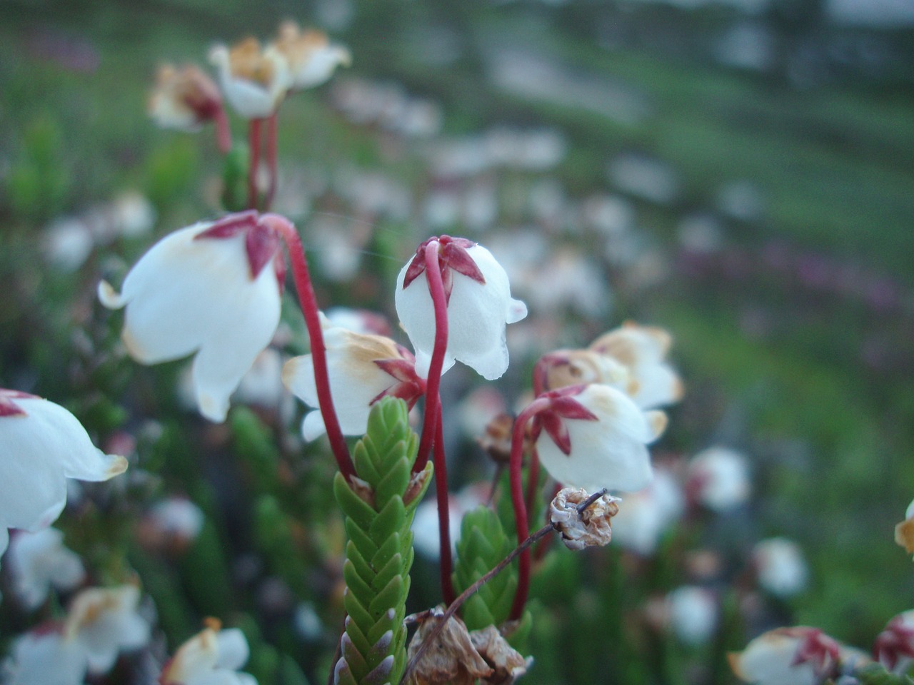 white flower white flower free photo