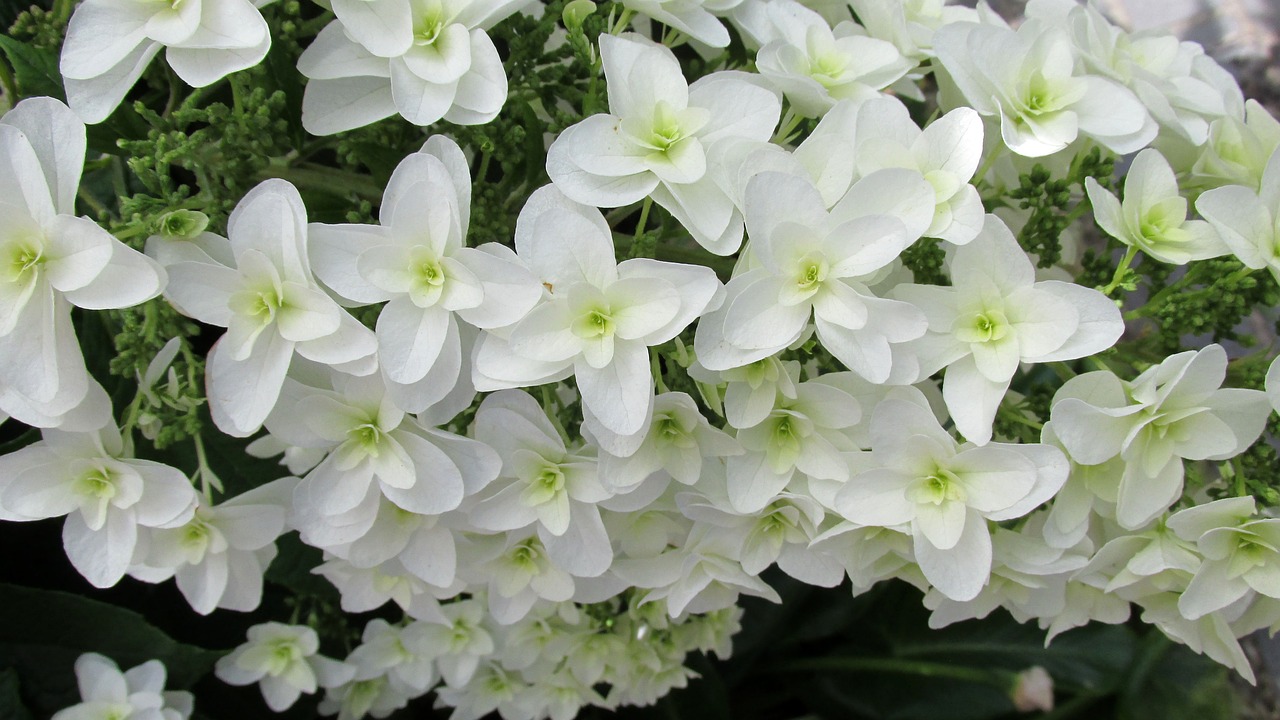 white flower summer free photo