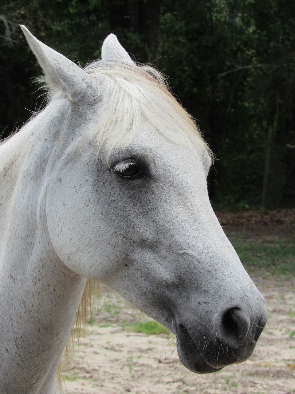 white horse portrait free photo