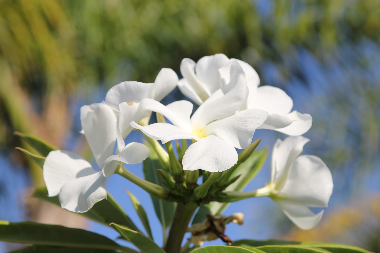 white flower bloom free photo