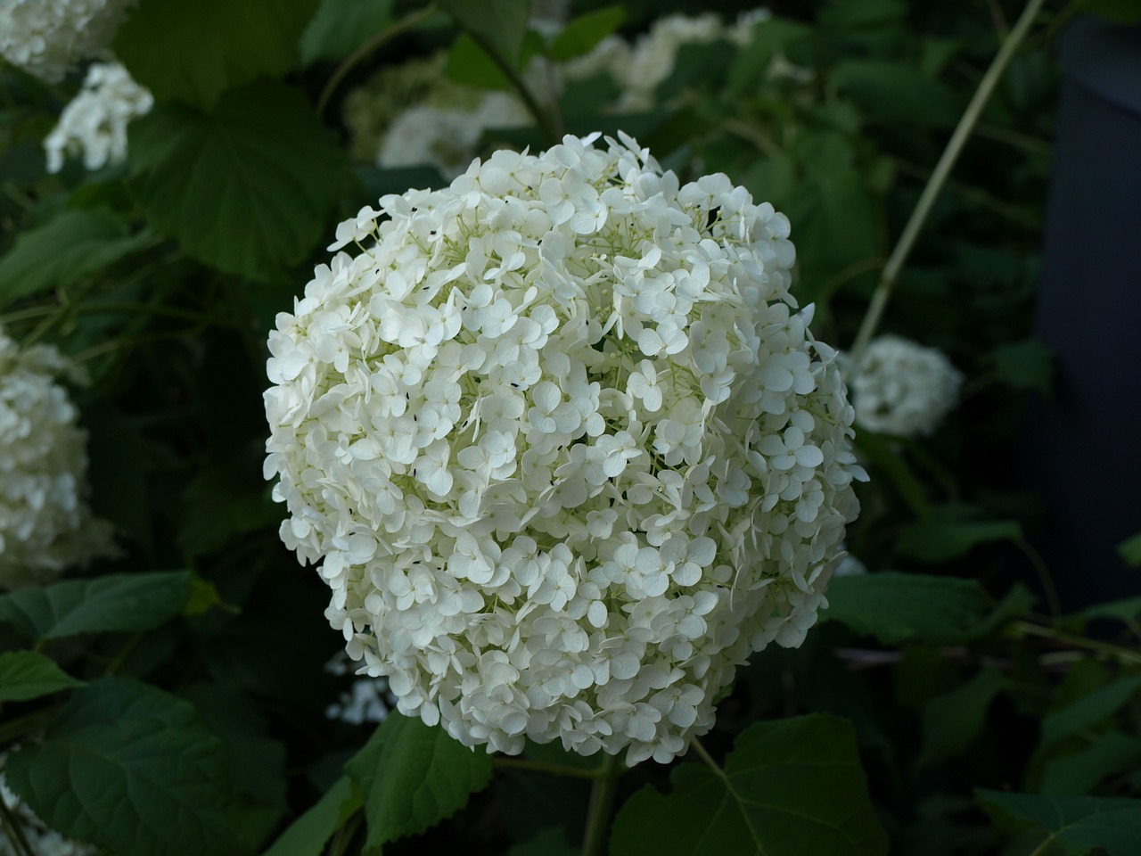 white flower nature free photo