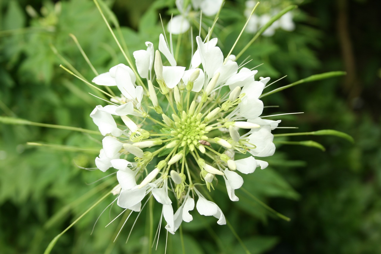 white green leaf free photo