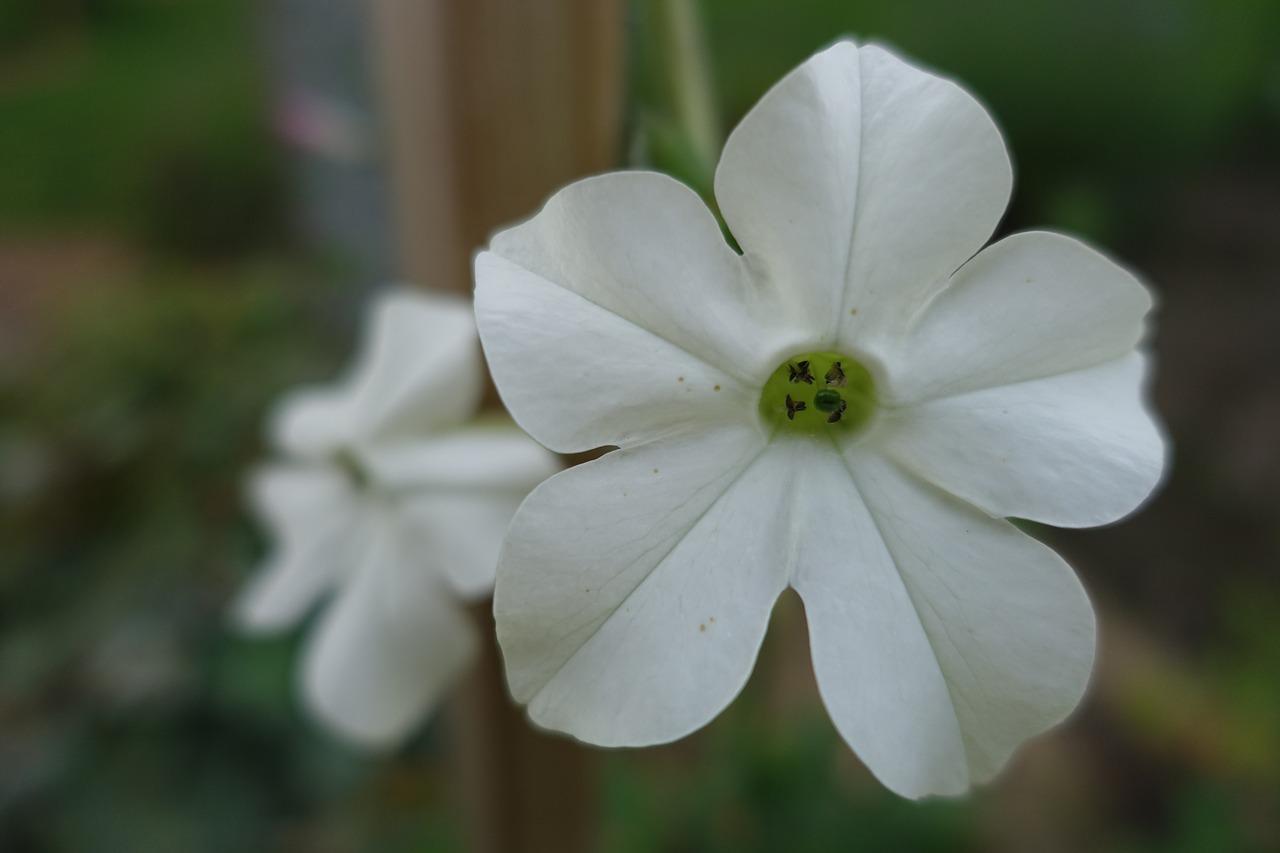 white flower plant free photo