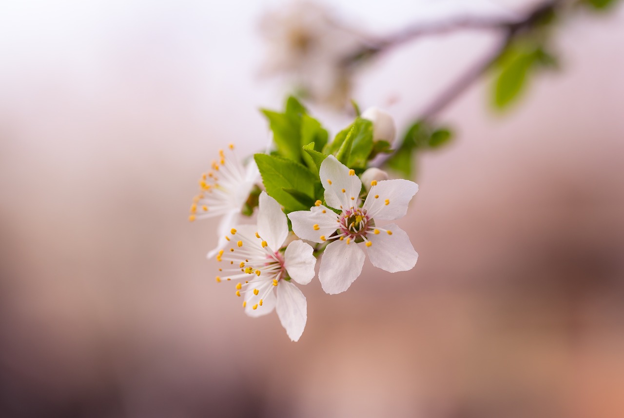 white petals flower free photo