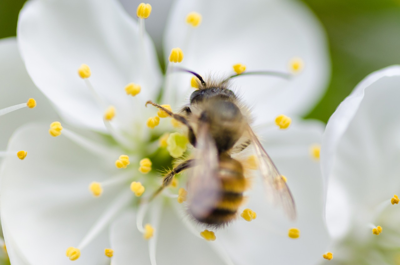 white flower blossoms free photo