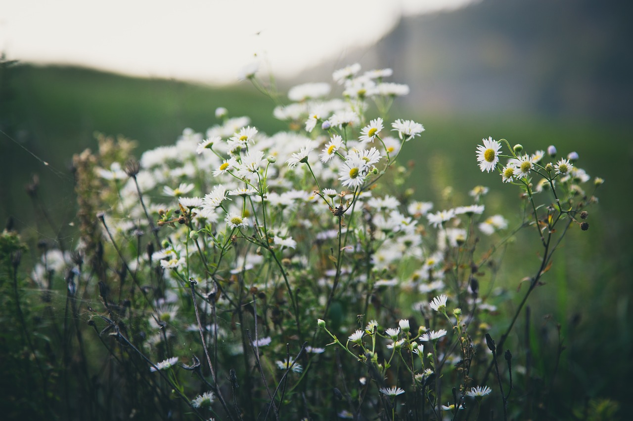 white flowers blur free photo