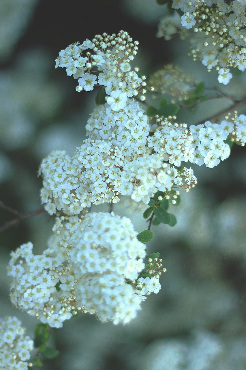 white petal flowers free photo