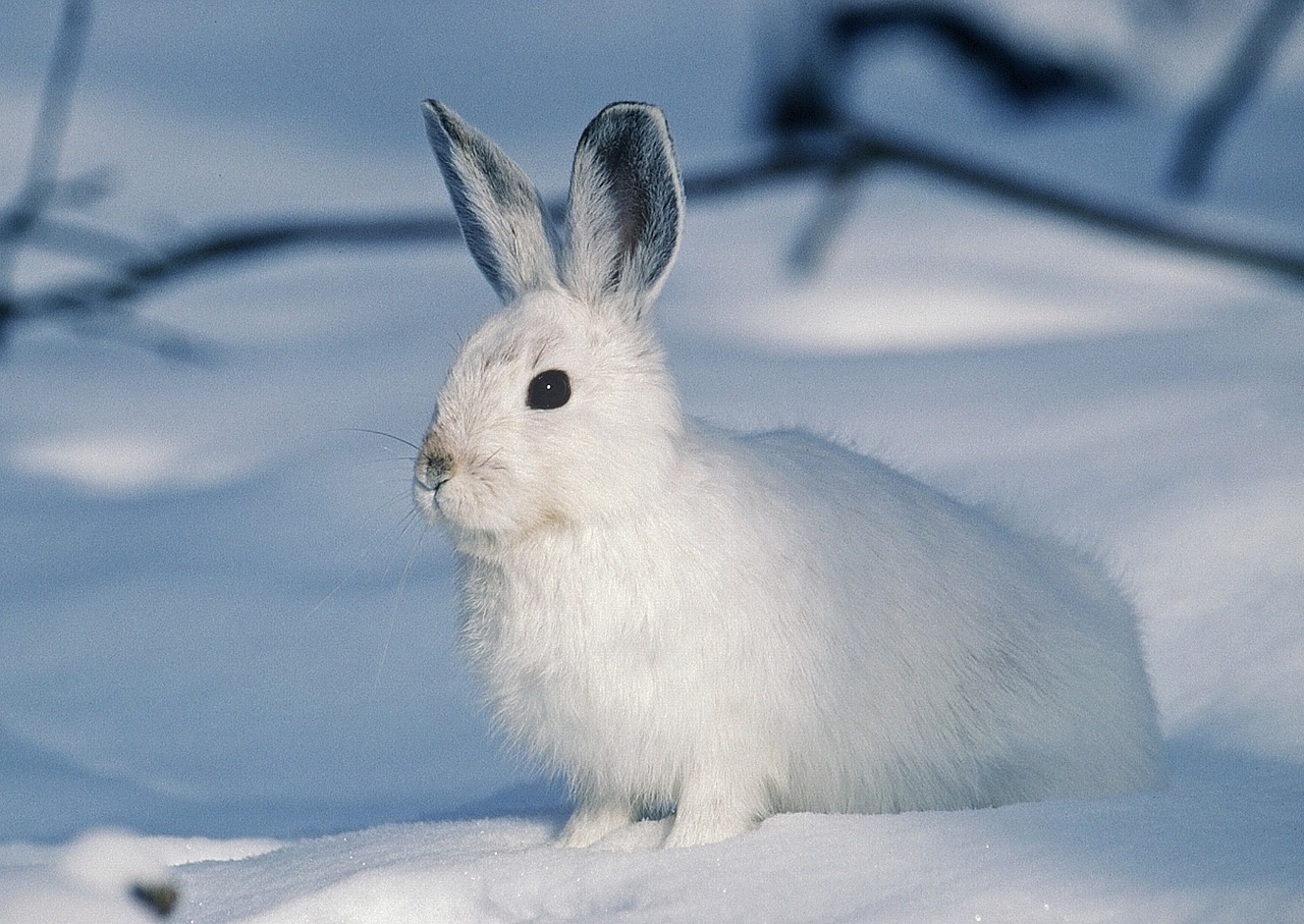 white rabbit animal free photo