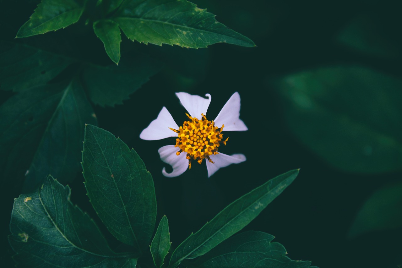 white flower bloom free photo