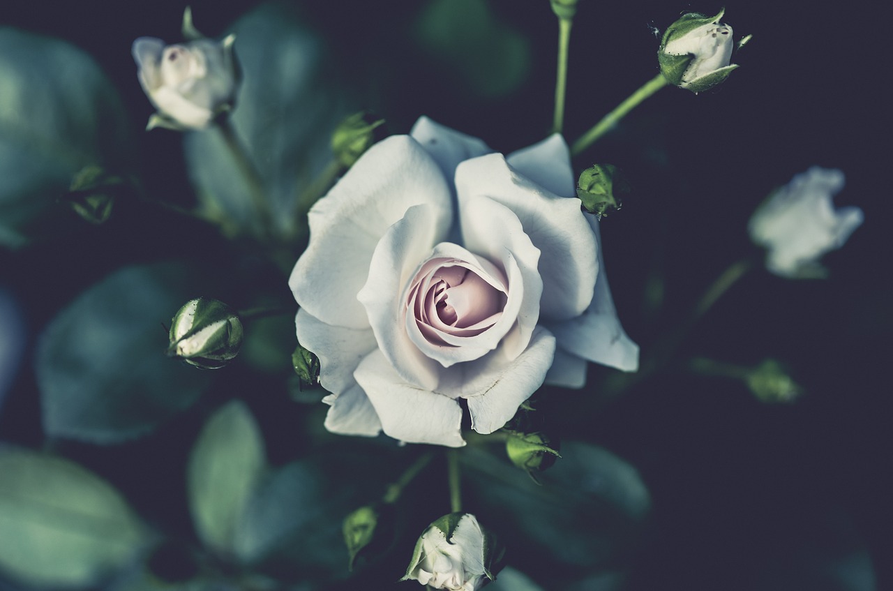 white rose flower free photo