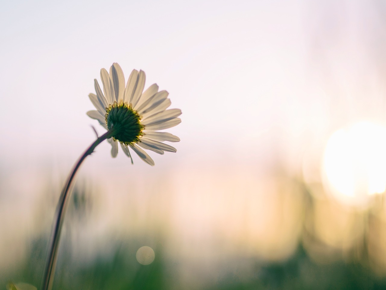 white flower bloom free photo