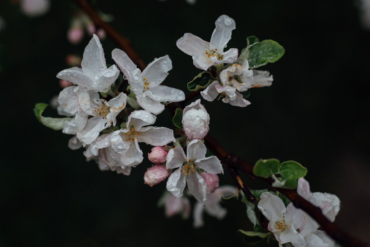 white flower bloom free photo