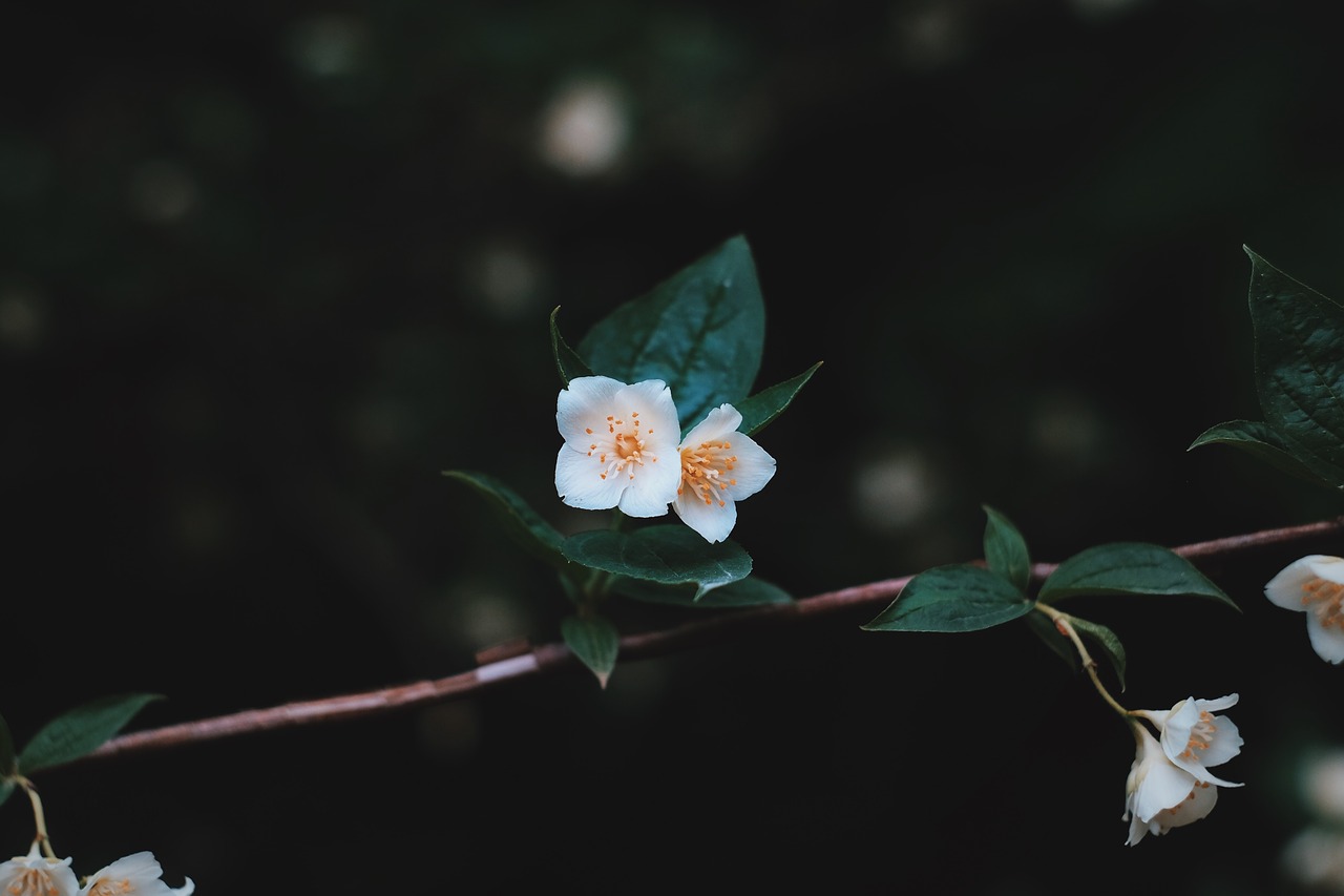 white flower green free photo