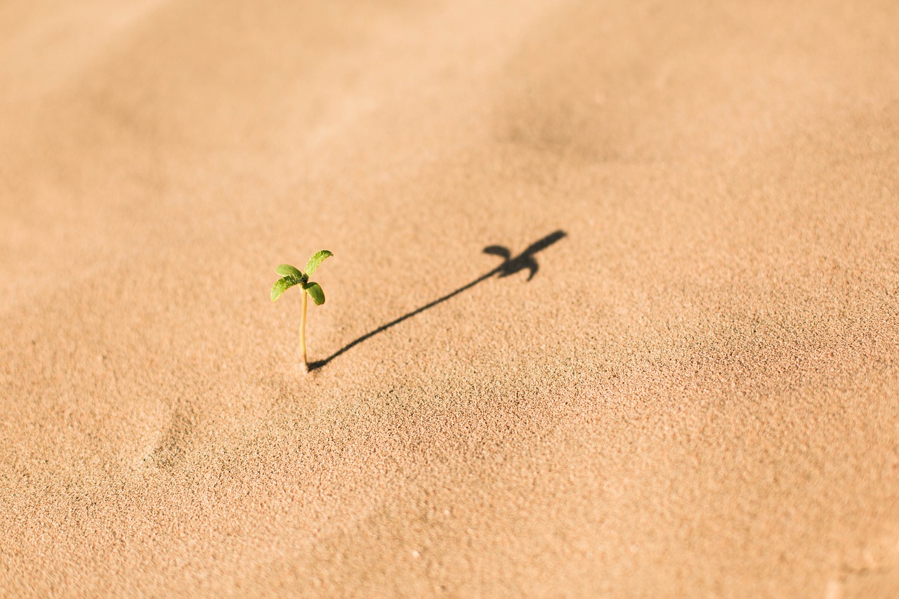 white sand beach free photo