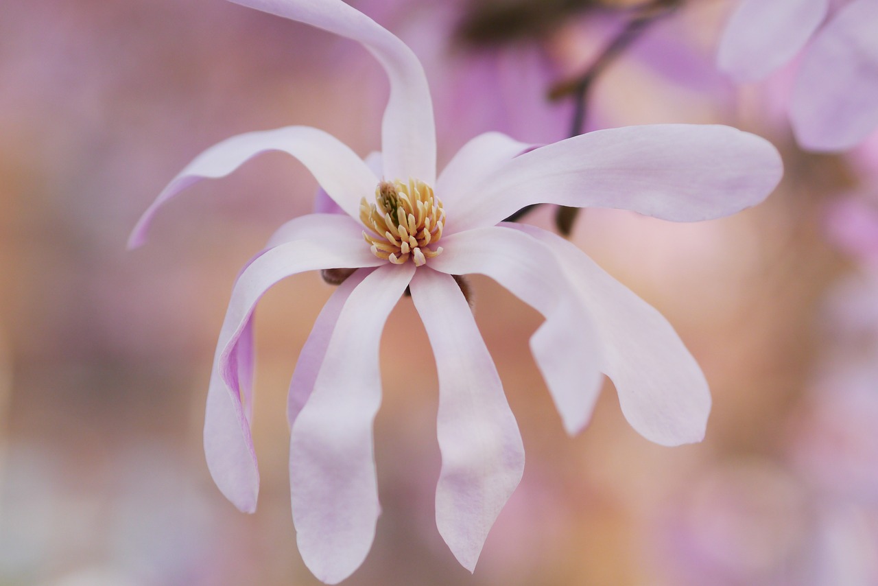 white petal flower free photo