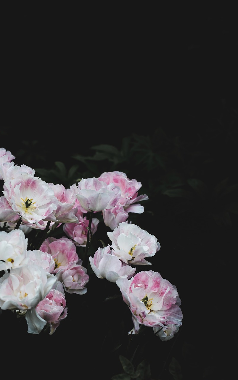 white flower bloom free photo