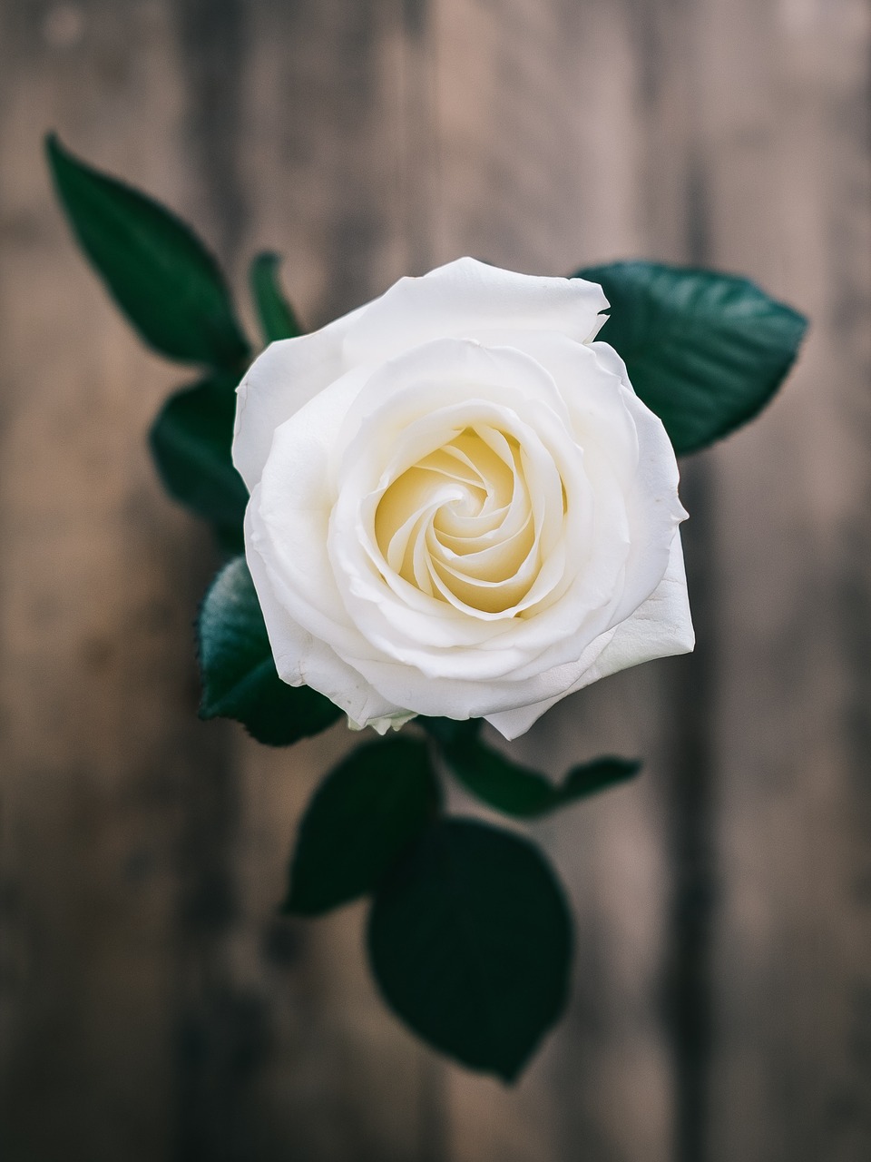 white rose plant free photo