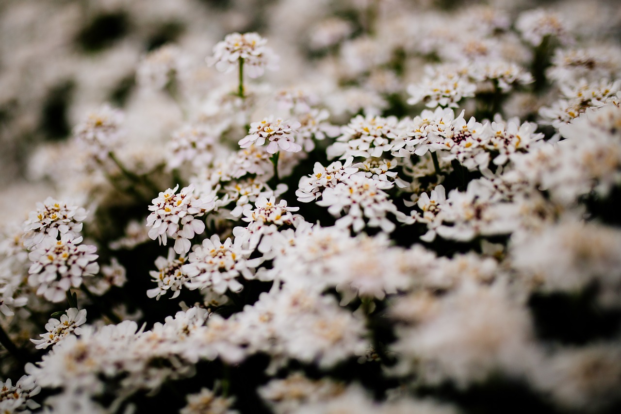 white flower bloom free photo