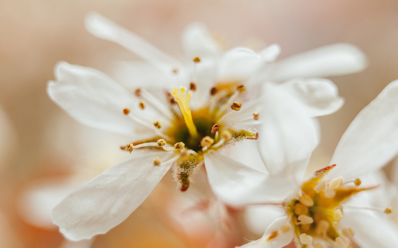 white flowers petals free photo