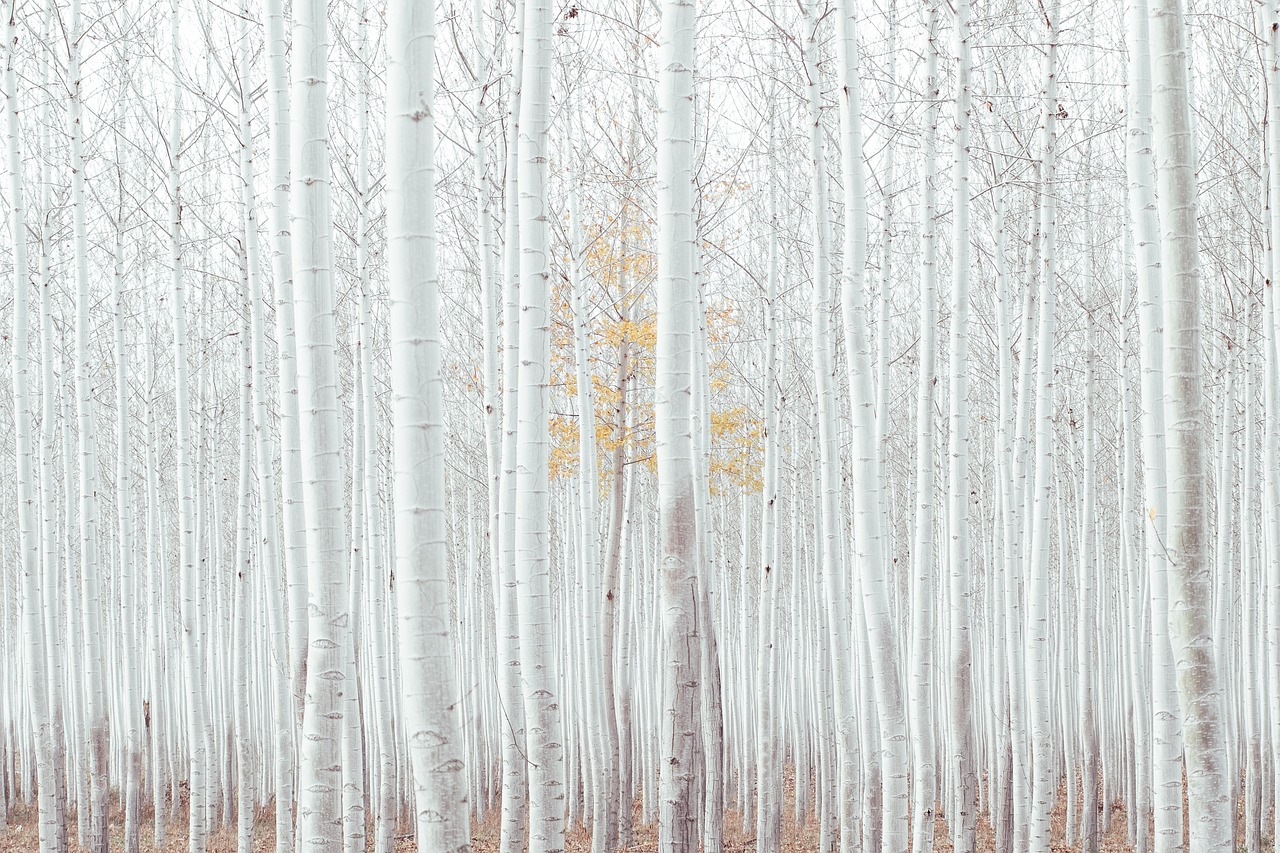 white trees plants free photo