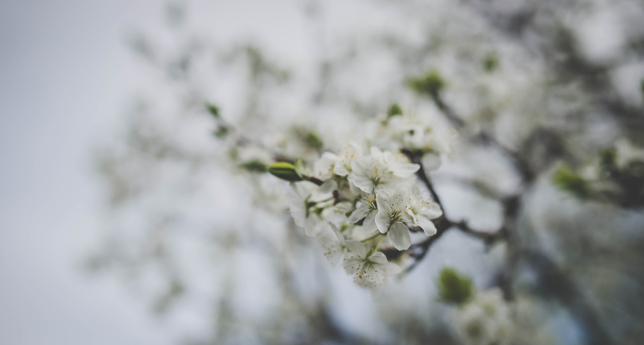 white flower bloom free photo