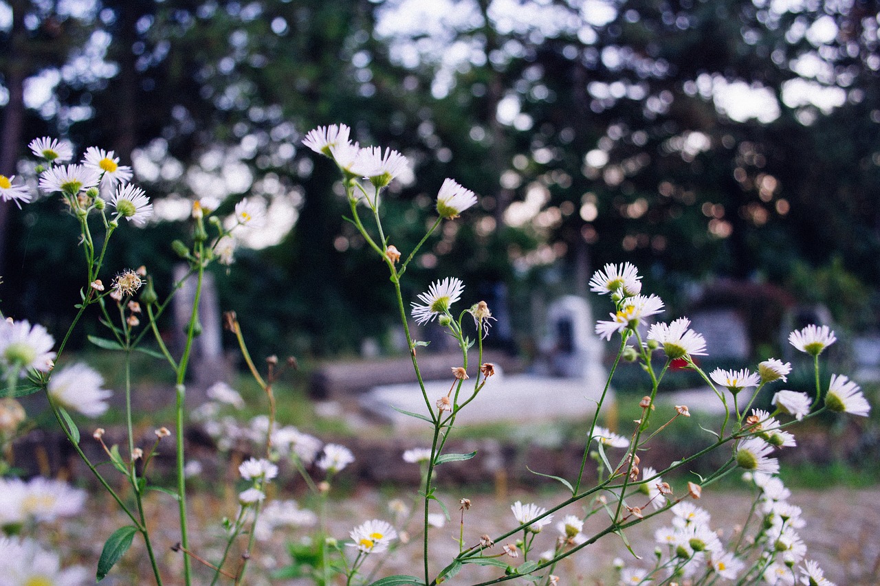 white petals flowers free photo